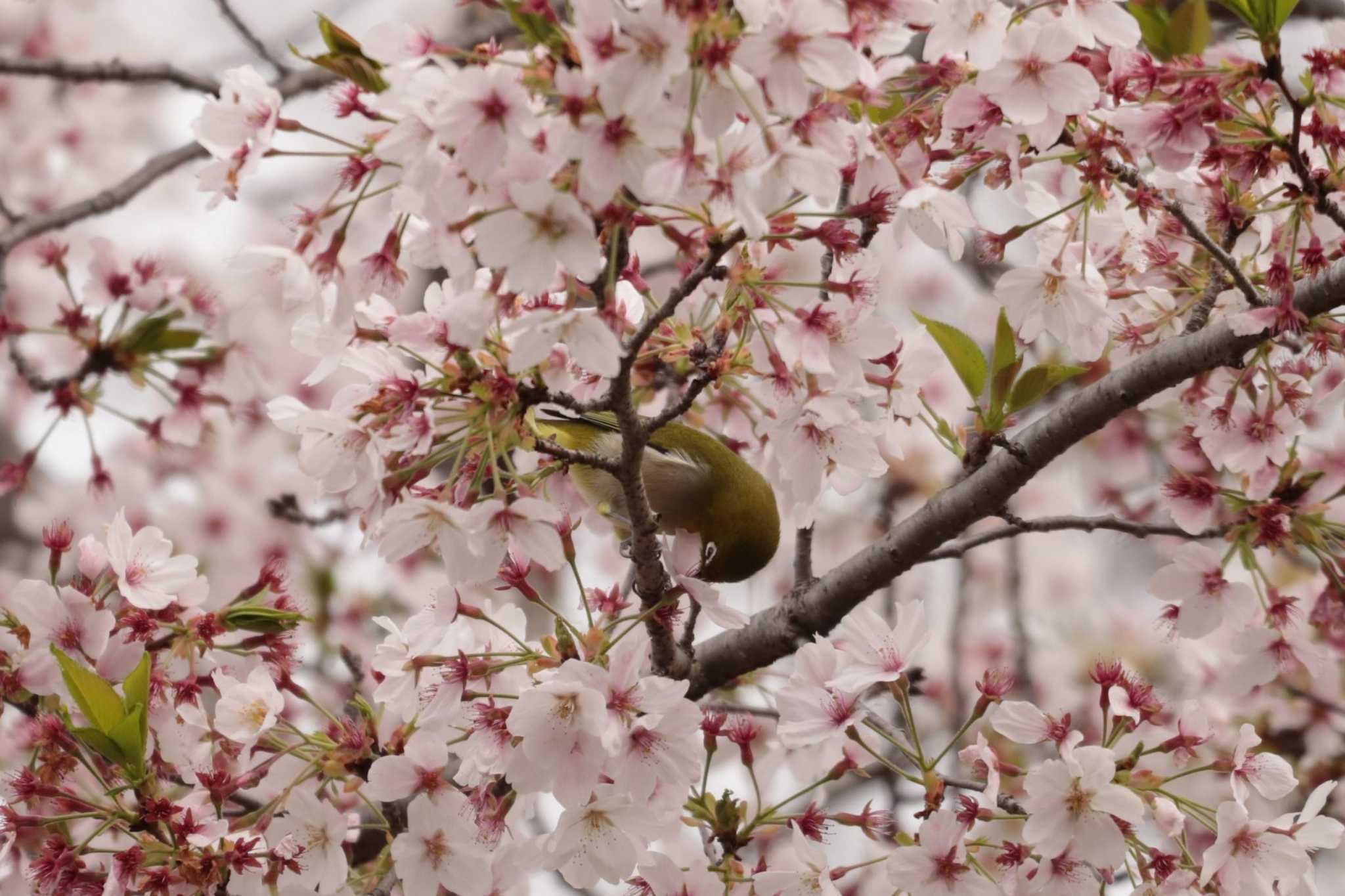 Warbling White-eye