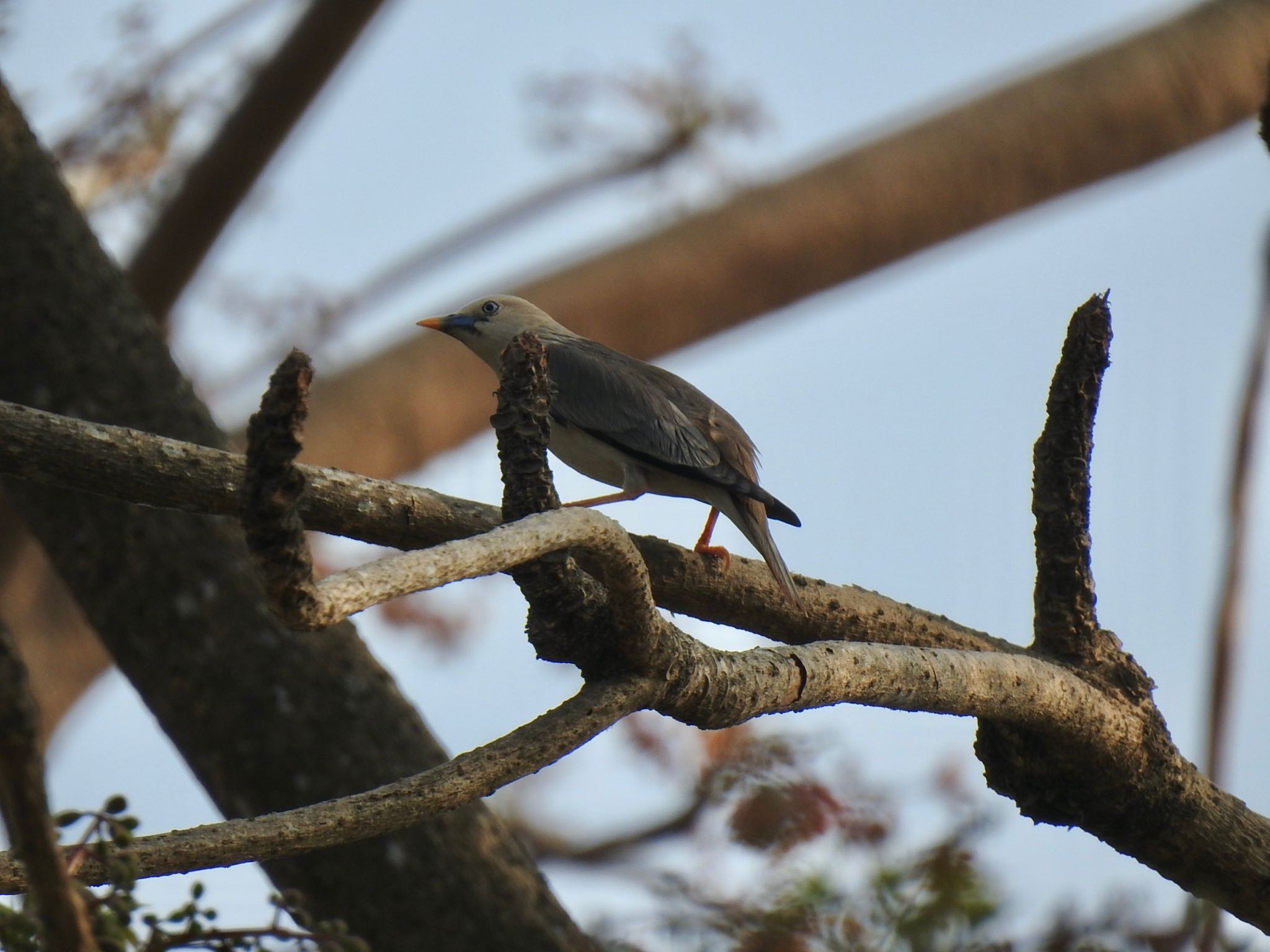 Photo of Chestnut-tailed Starling at 台南山上花園水道博物館 by AMEMIYASATO