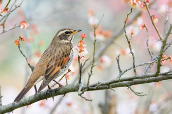 ツグミ 石ケ谷公園 2023年3月13日(月)