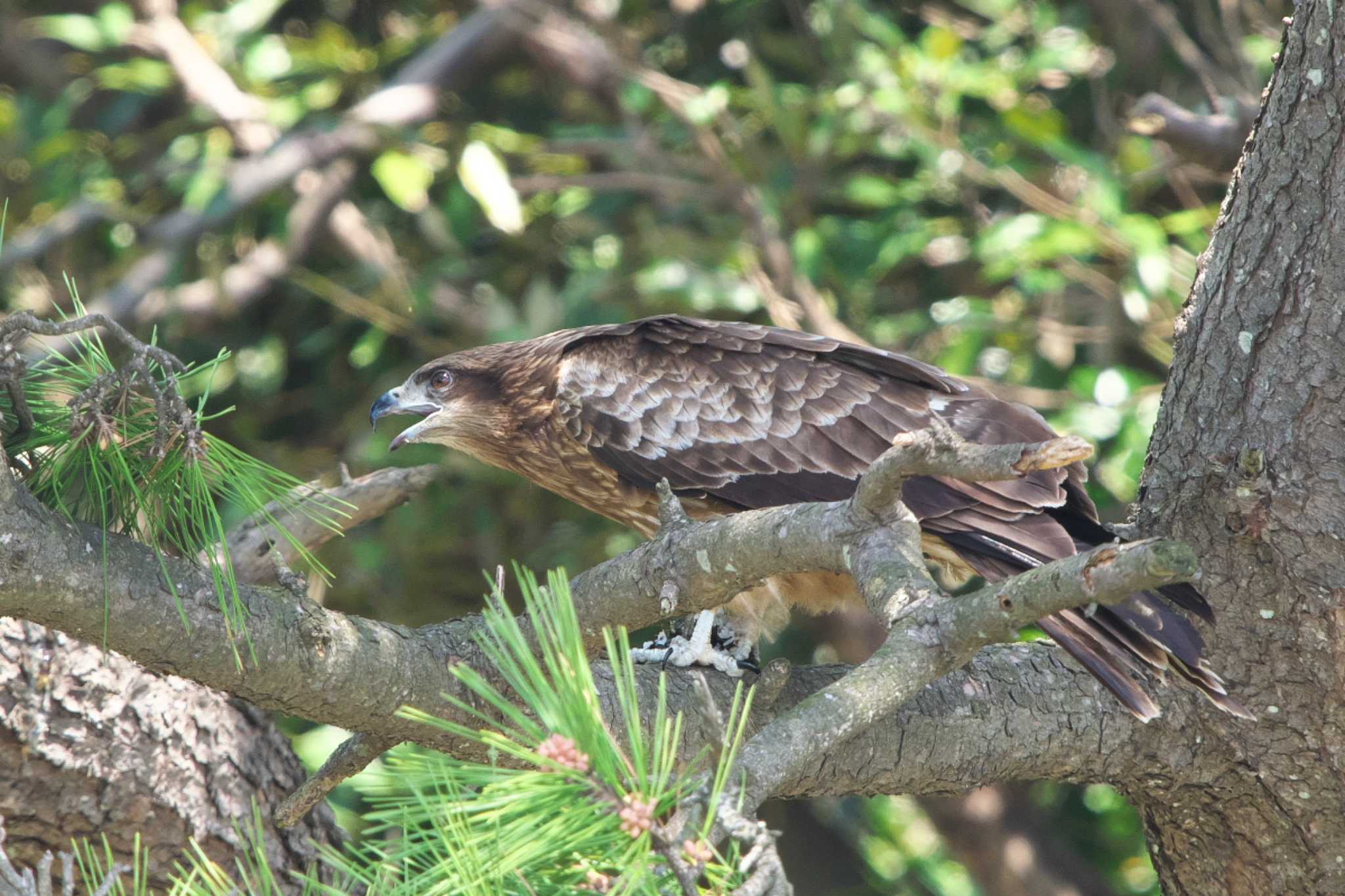 Black Kite