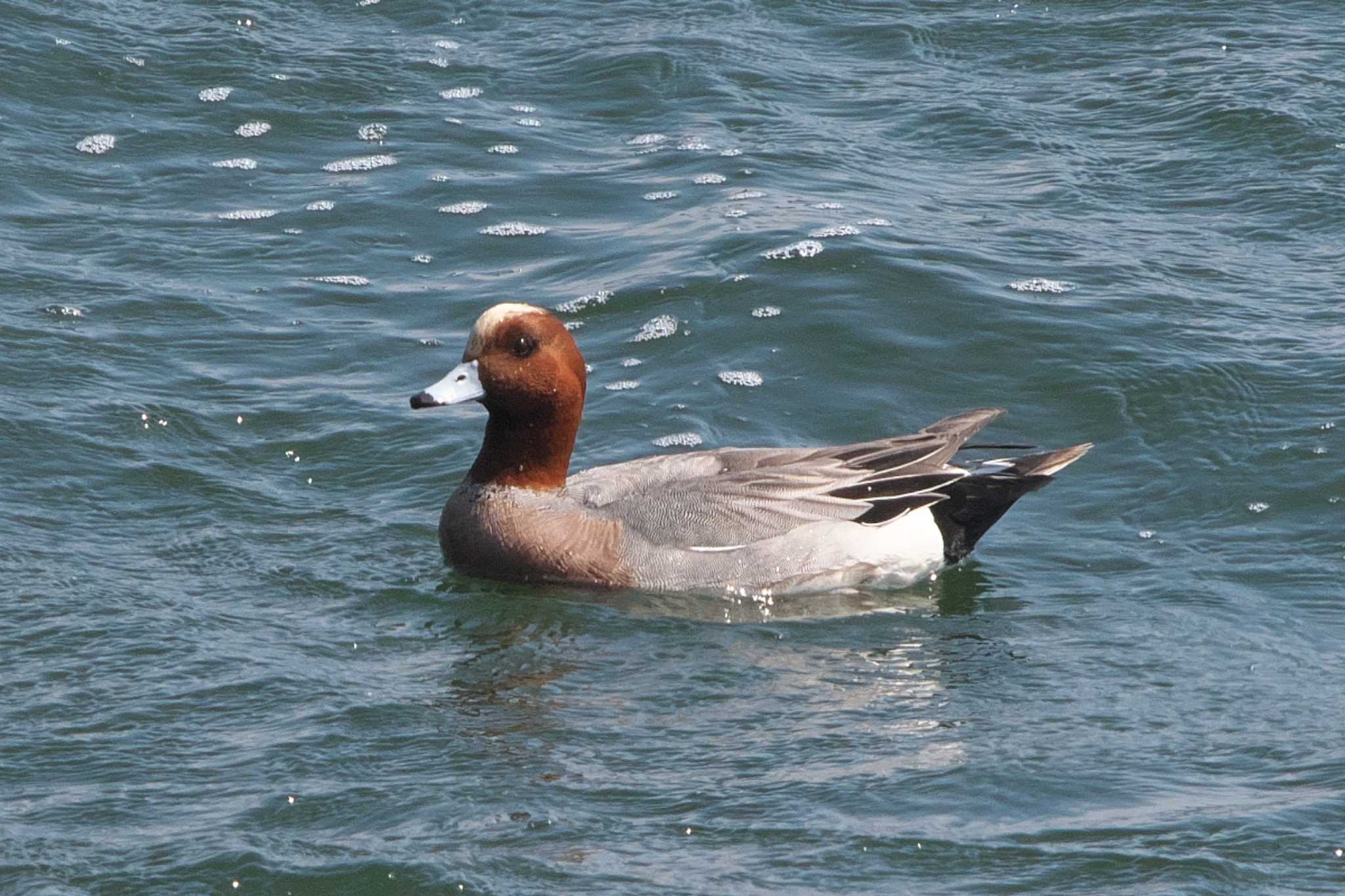 Eurasian Wigeon