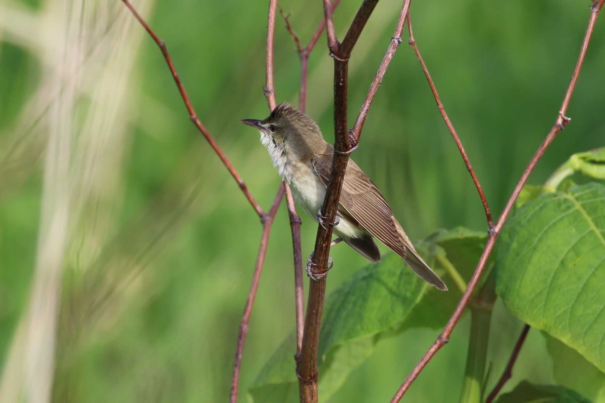 Oriental Reed Warbler