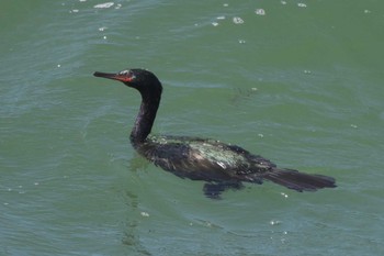 2023年4月3日(月) 観音崎公園の野鳥観察記録