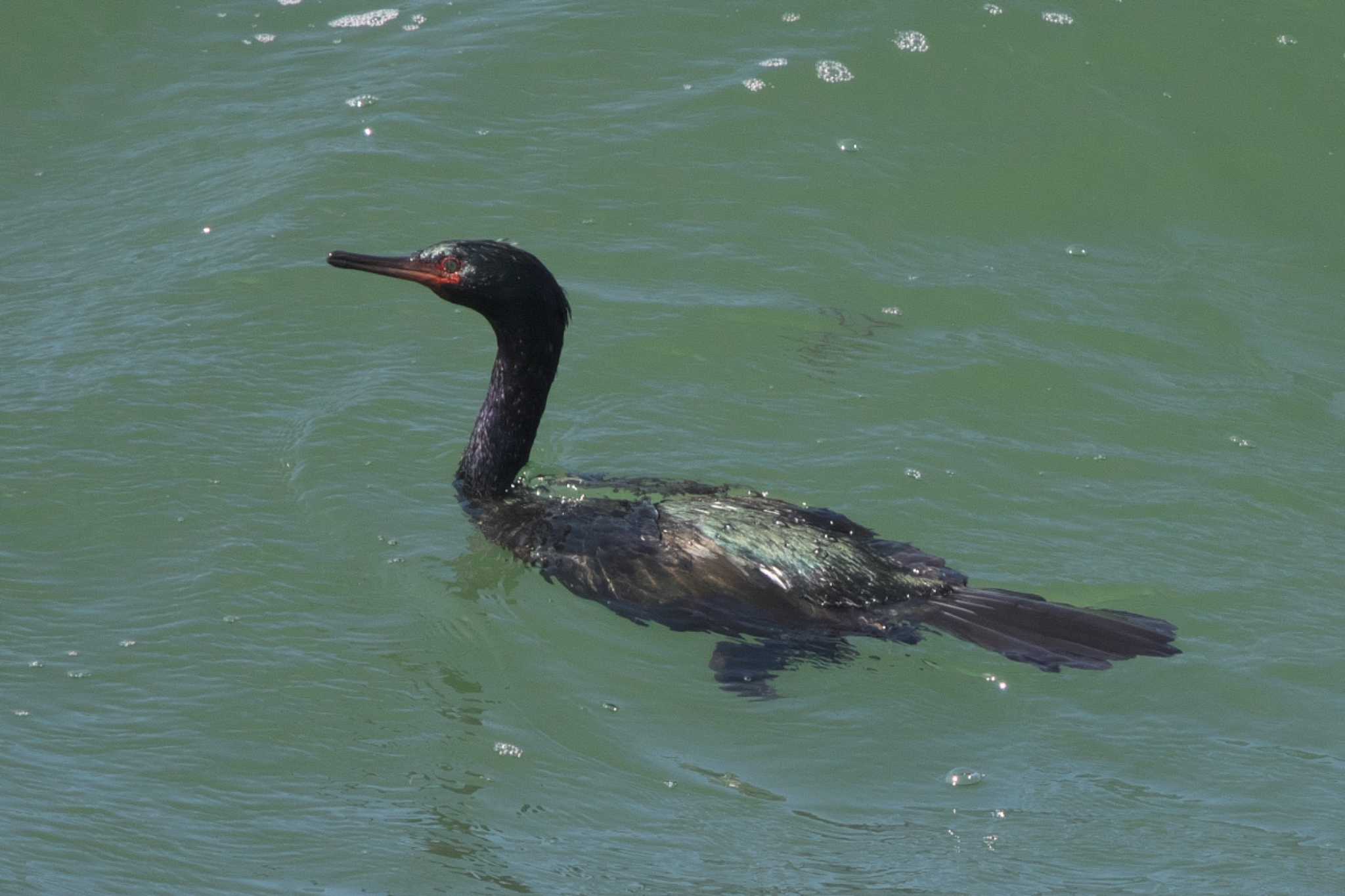 Pelagic Cormorant