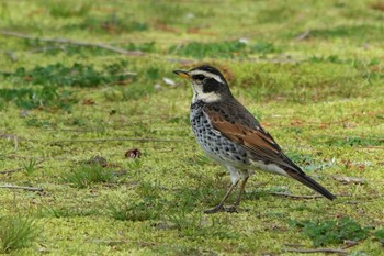 ツグミ ロクハ公園(滋賀県草津市) 2023年3月31日(金)