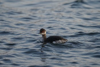 Black-necked Grebe 宍道湖 Mon, 4/3/2023