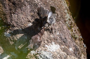 カワガラス 日向渓谷 2023年4月4日(火)