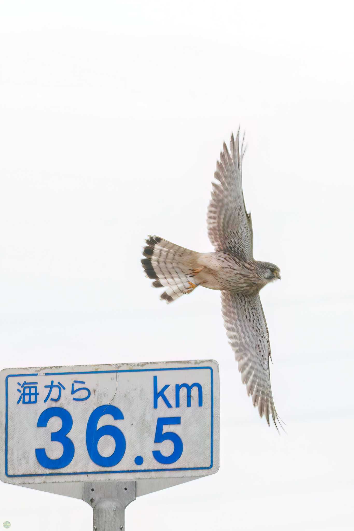 Photo of Common Kestrel at 吉川公園 by d3_plus