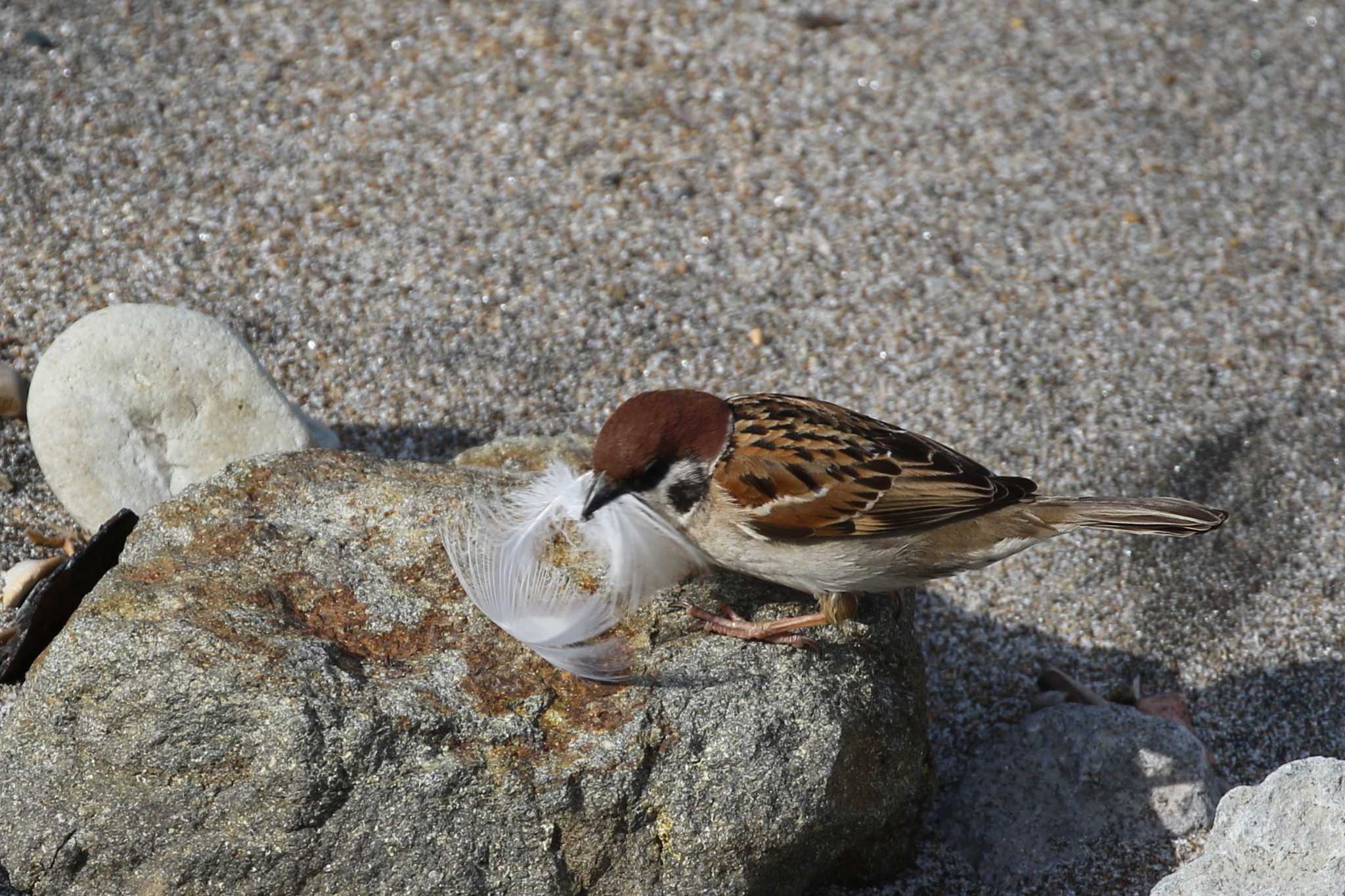 Eurasian Tree Sparrow