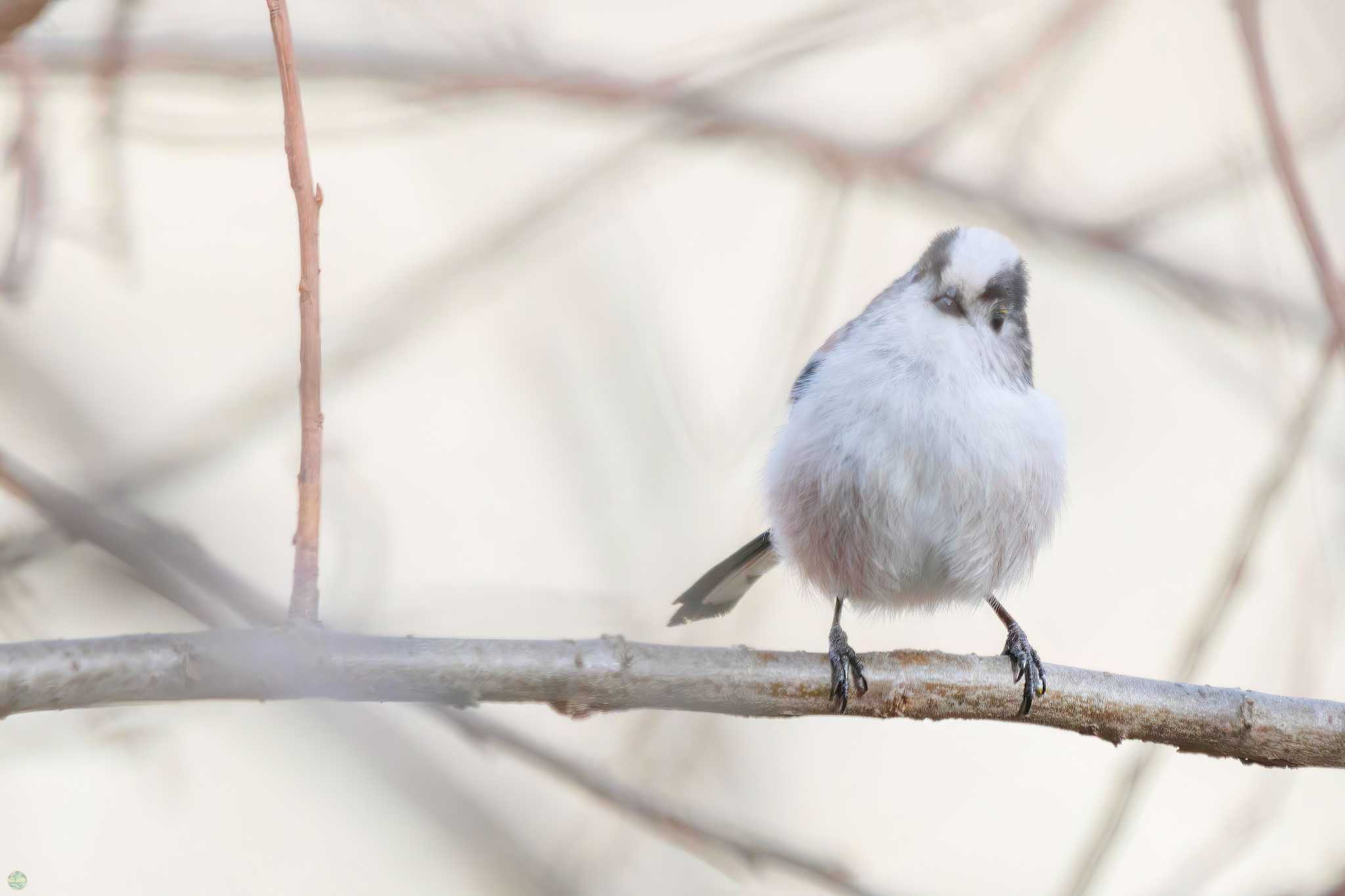 Photo of Long-tailed Tit at 吉川公園 by d3_plus