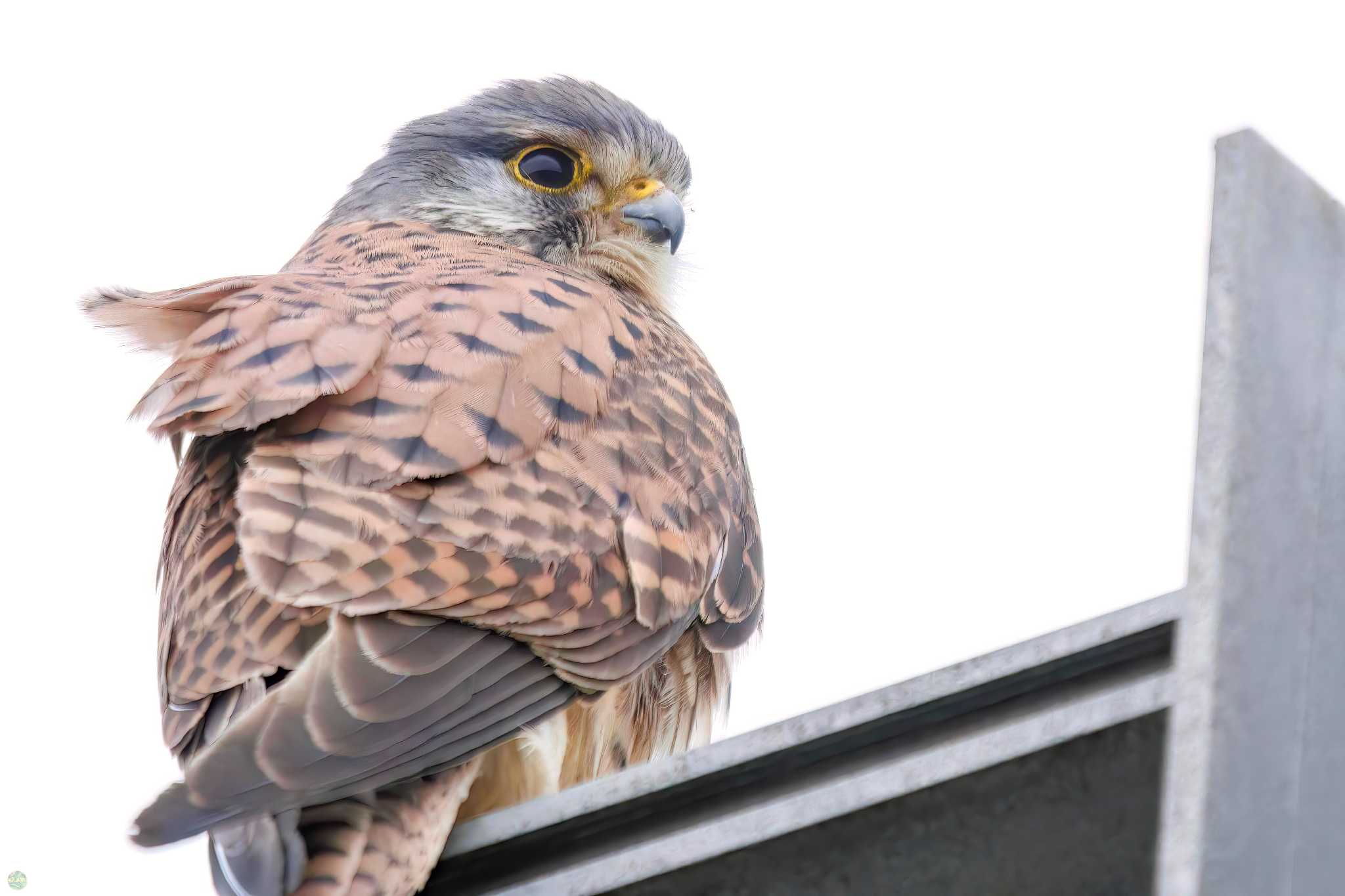 Photo of Common Kestrel at 吉川公園 by d3_plus