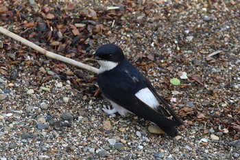 2018年5月22日(火) 北海道　函館市　松倉川の野鳥観察記録