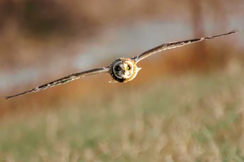 Short-eared Owl 吉川公園 Sun, 1/22/2023