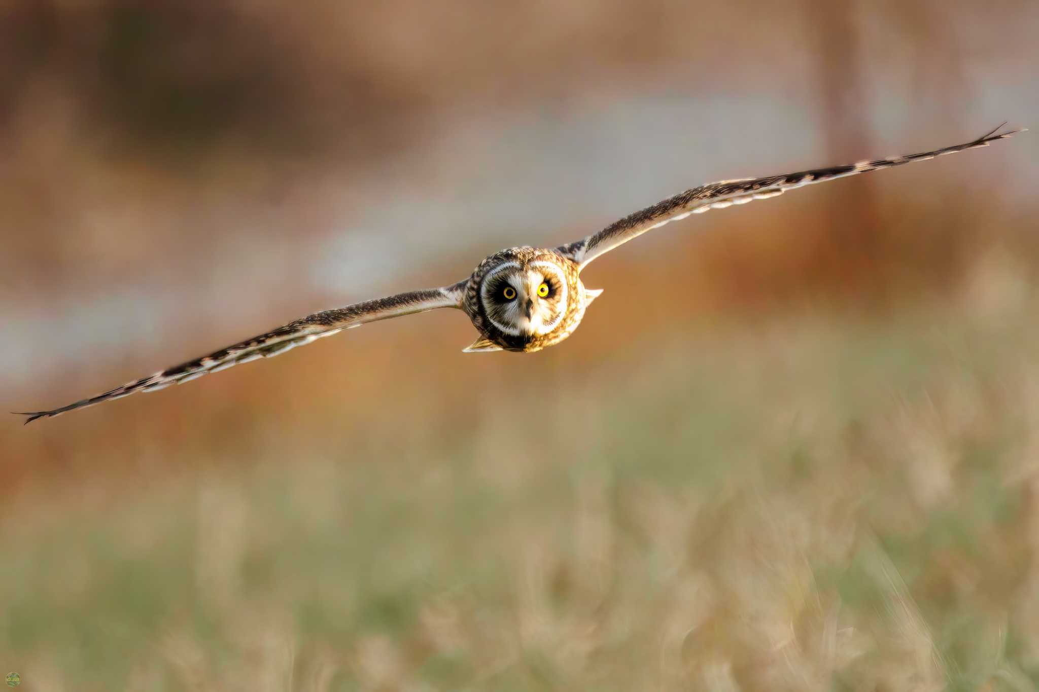 Photo of Short-eared Owl at 吉川公園 by d3_plus