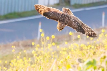 Sun, 1/22/2023 Birding report at 吉川公園