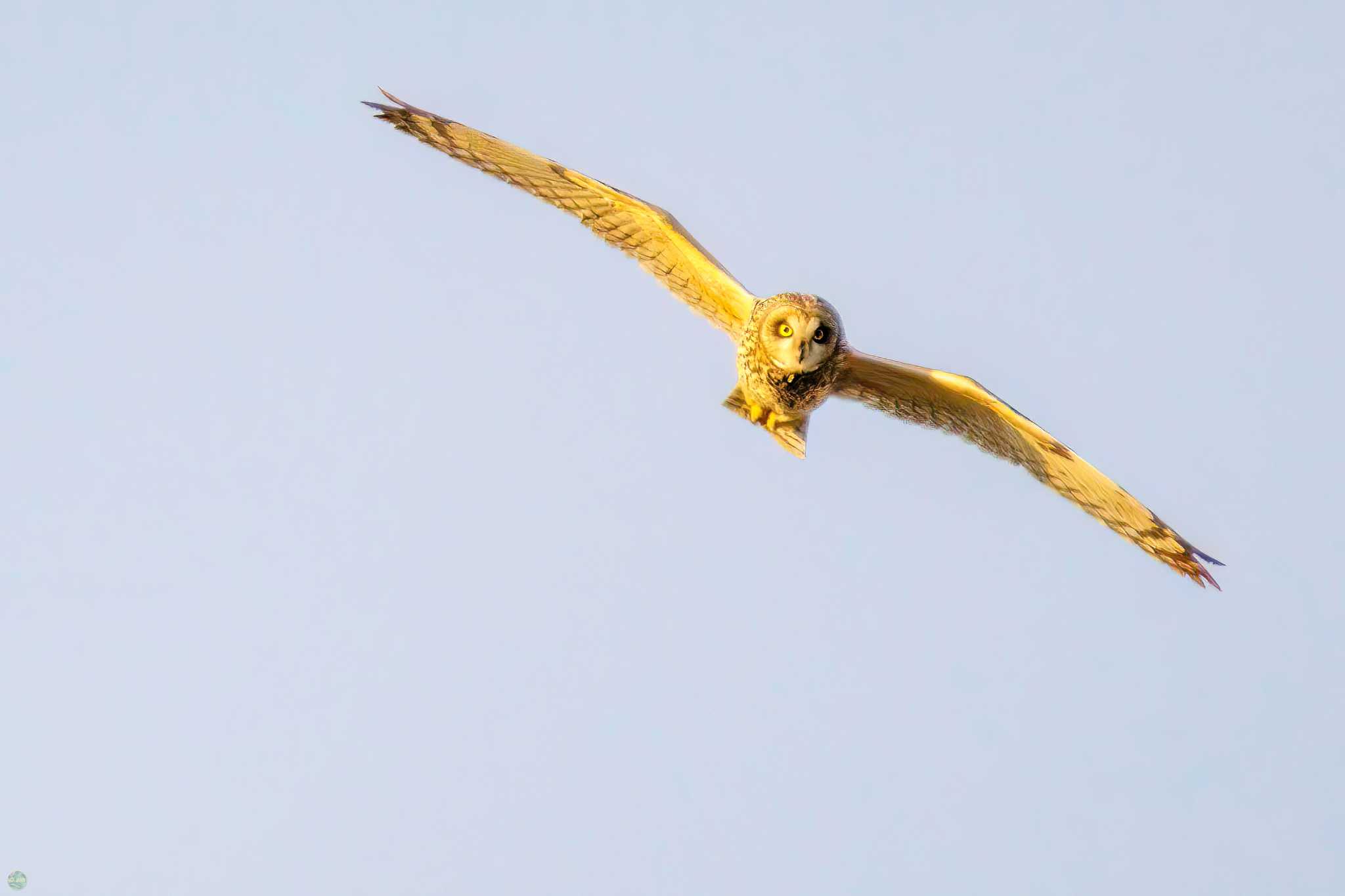 Photo of Short-eared Owl at 吉川公園 by d3_plus