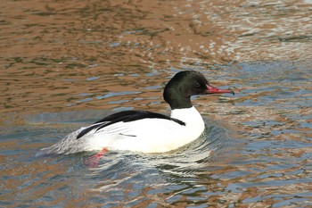 Common Merganser