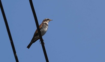 Dusky Thrush 倉敷市藤戸町 Tue, 4/4/2023