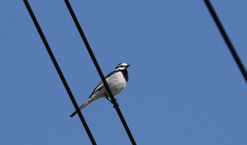 White Wagtail Unknown Spots Tue, 4/4/2023