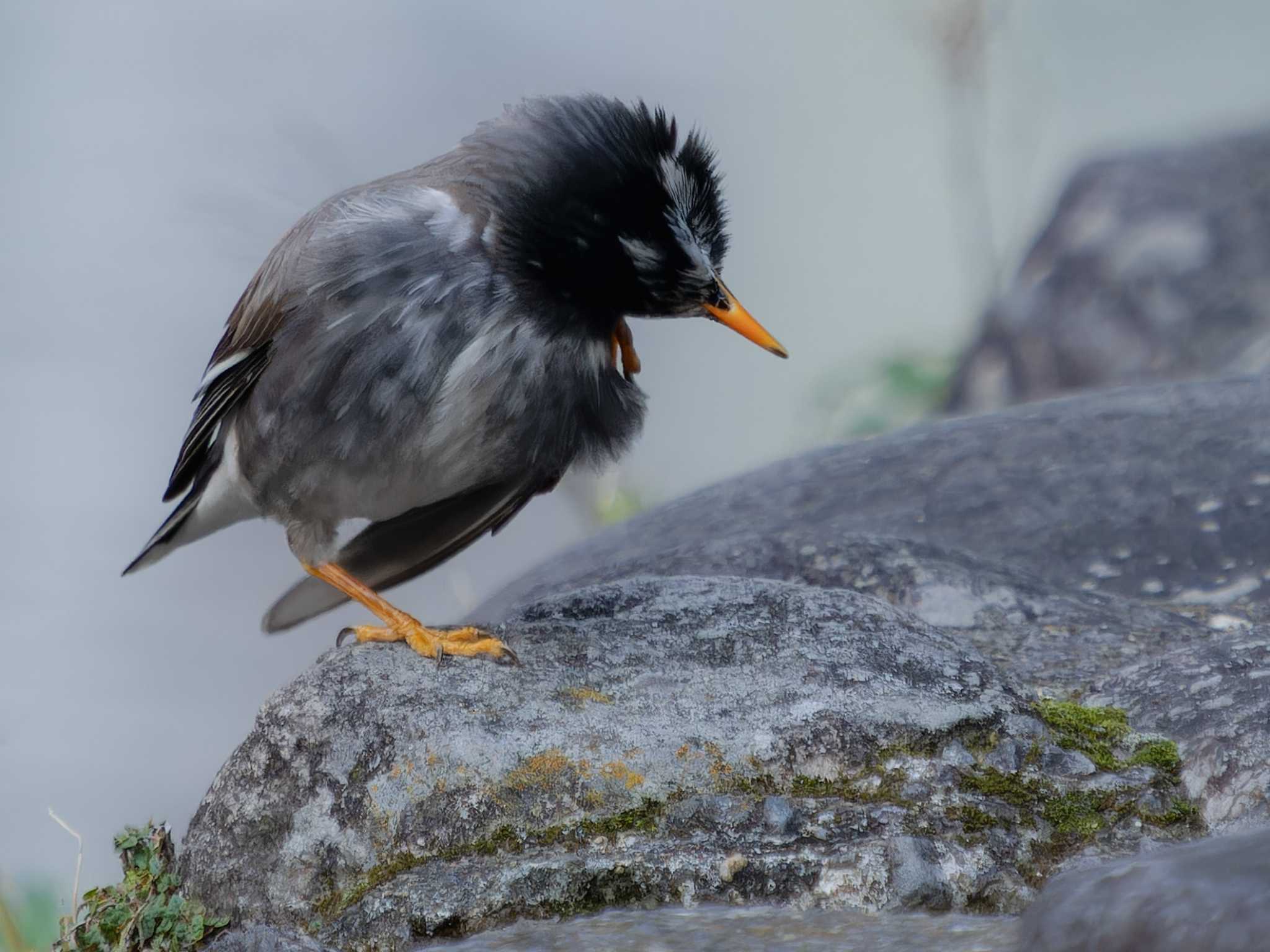 White-cheeked Starling