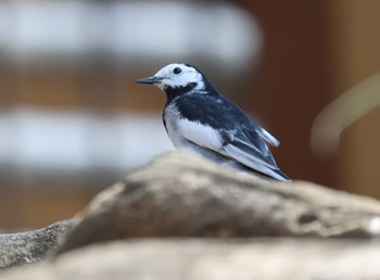 White Wagtail(leucopsis) 横浜市 Tue, 4/4/2023