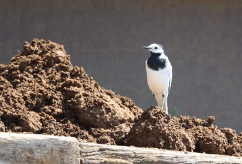 White Wagtail(leucopsis) 横浜市 Tue, 4/4/2023