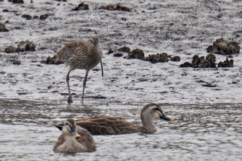 ホウロクシギ 葛西臨海公園 2023年4月2日(日)