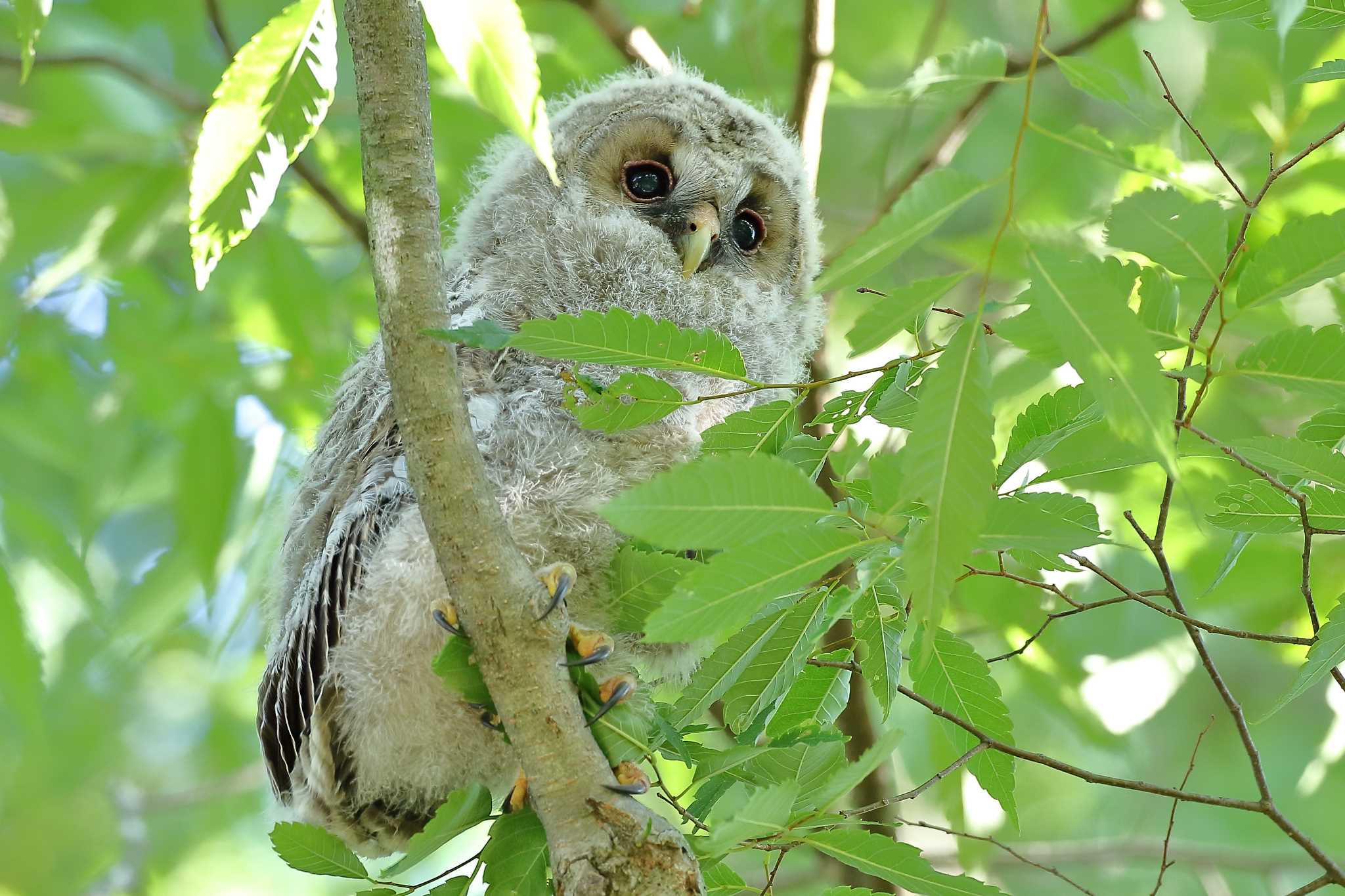  フクロウの写真 by じん