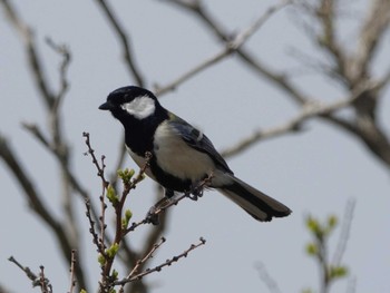 シジュウカラ 稲佐山公園 2023年4月4日(火)