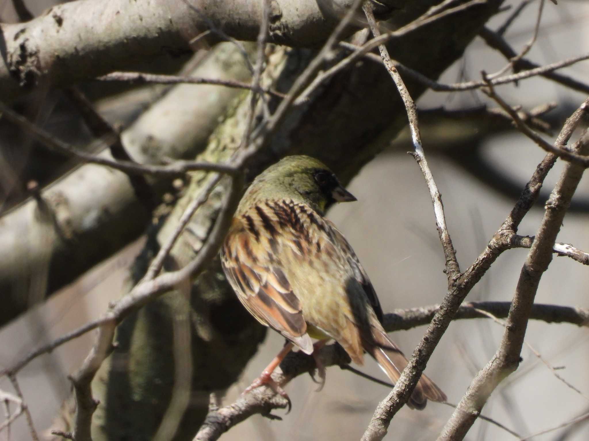 守谷野鳥のみち アオジの写真 by おでんだね