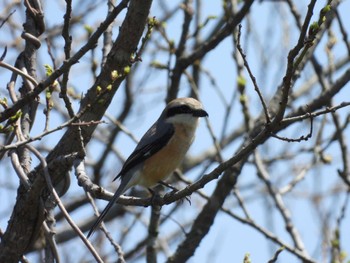 モズ 守谷野鳥のみち 2023年4月4日(火)