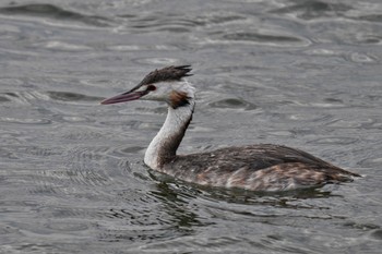 カンムリカイツブリ 葛西臨海公園 2023年4月2日(日)