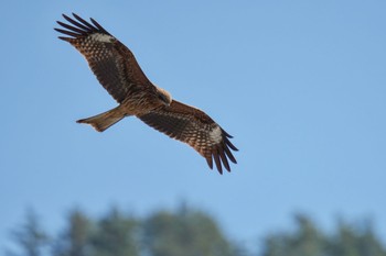 トビ 南アルプス邑野鳥公園 2023年4月1日(土)