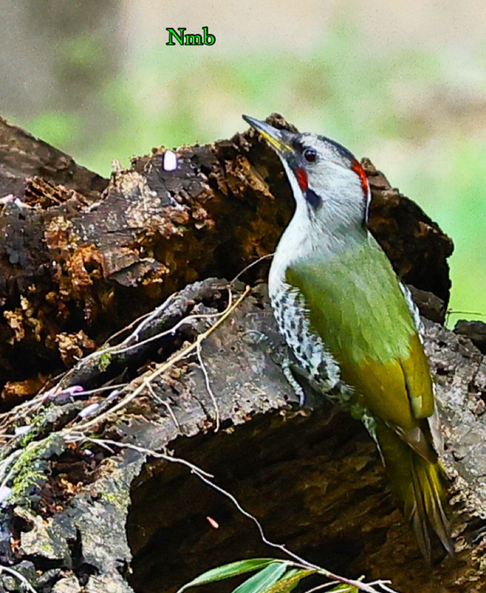 Photo of Japanese Green Woodpecker at  by soul.number.358