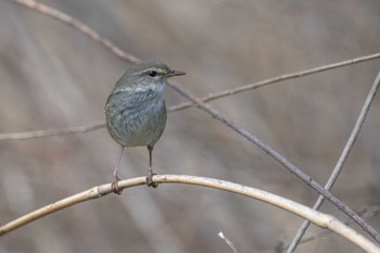 Japanese Bush Warbler Unknown Spots Tue, 4/4/2023