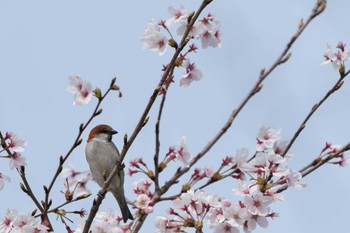 Russet Sparrow 三木総合防災公園 Sun, 4/2/2023