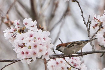 ニュウナイスズメ 三木総合防災公園 2023年4月2日(日)