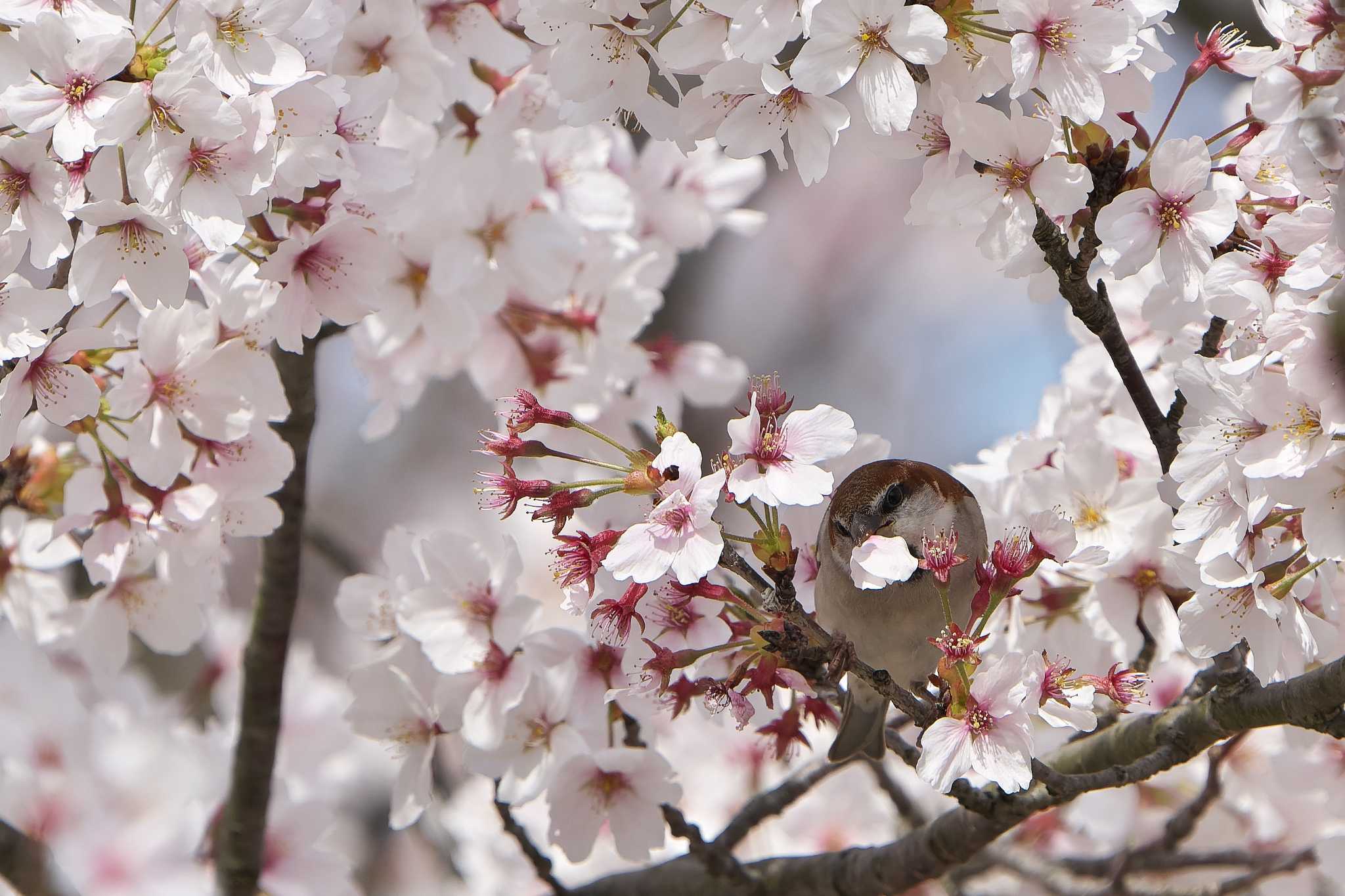 三木総合防災公園 ニュウナイスズメの写真 by 禽好き