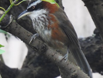 Taiwan Scimitar Babbler 台北植物園 Tue, 3/28/2023