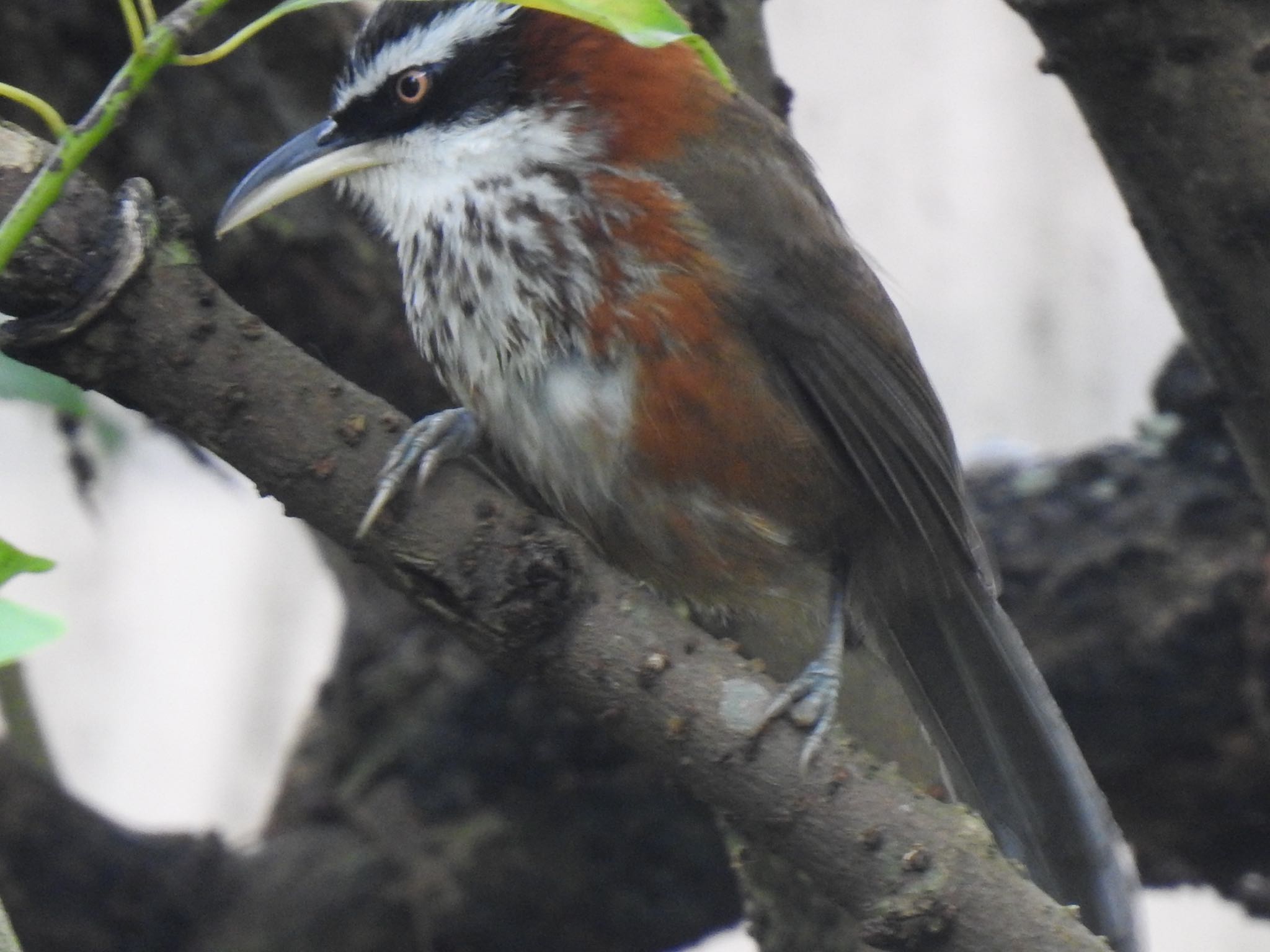 Photo of Taiwan Scimitar Babbler at 台北植物園 by AMEMIYASATO