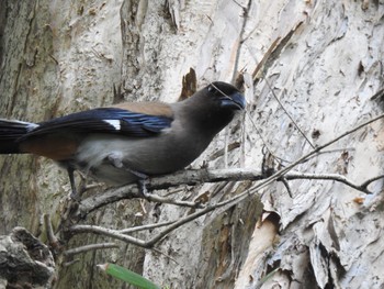 Grey Treepie 台北植物園 Tue, 3/28/2023