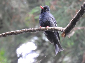 Malagasy Bulbul 台北植物園 Tue, 3/28/2023