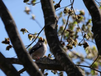 Japanese Grosbeak 秩父 Tue, 4/4/2023