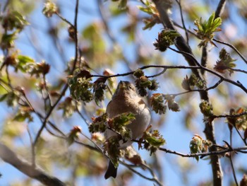 Brambling 秩父 Tue, 4/4/2023