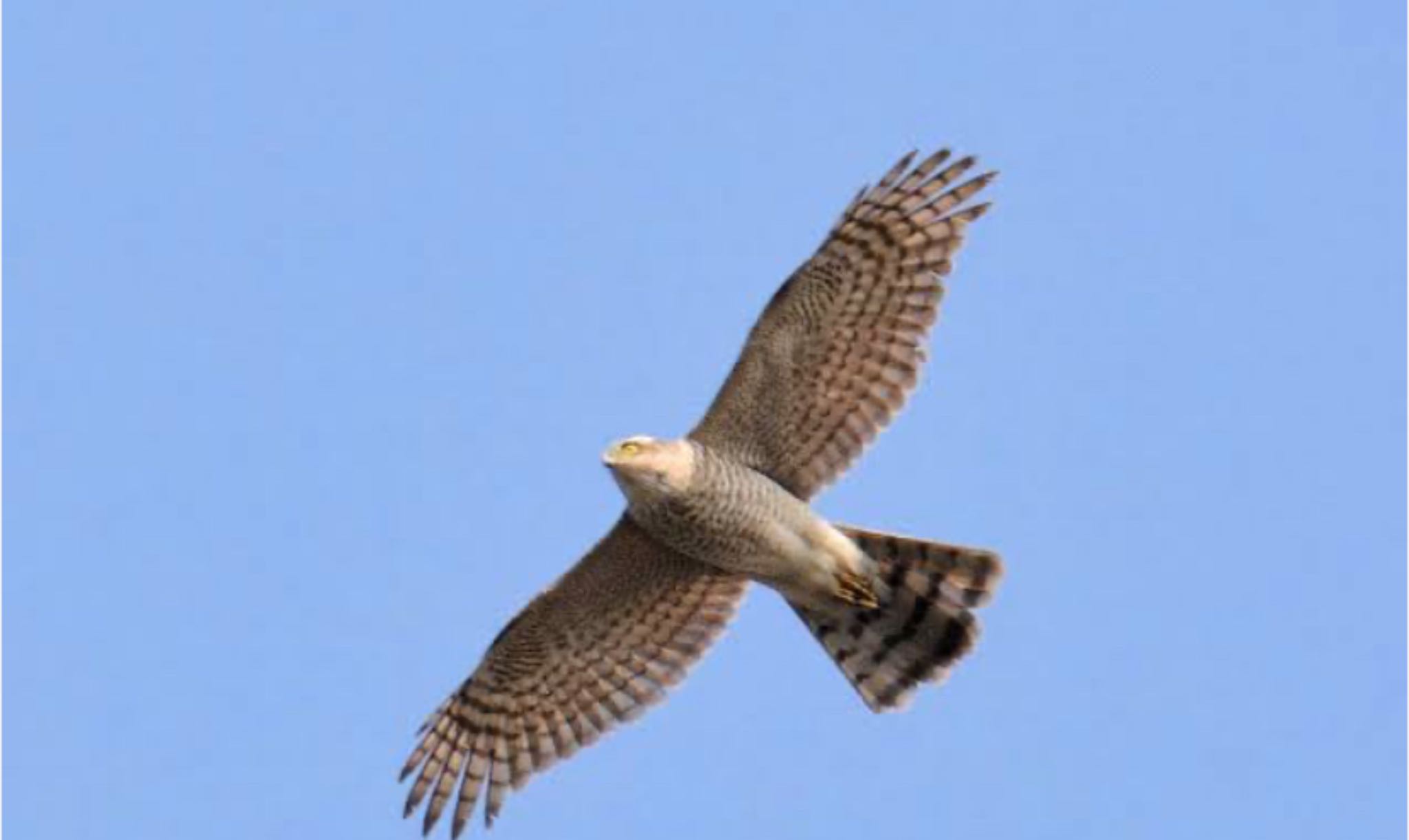 Photo of Eurasian Goshawk at Mizumoto Park by Rei 