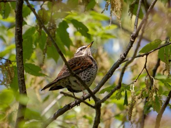 2023年4月4日(火) 横浜市立金沢自然公園の野鳥観察記録