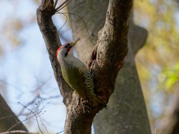 Japanese Green Woodpecker 横浜市立金沢自然公園 Tue, 4/4/2023