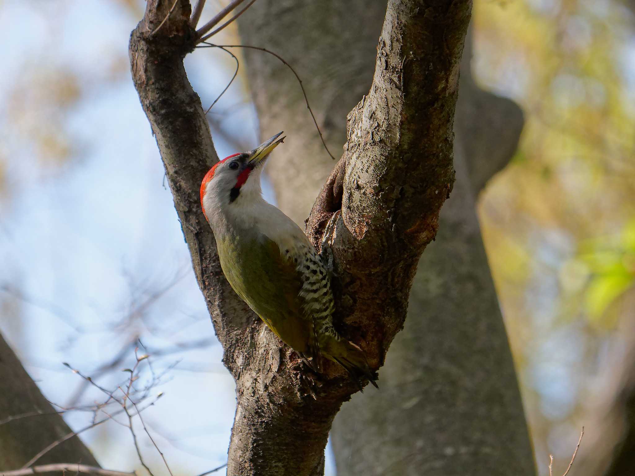 Japanese Green Woodpecker