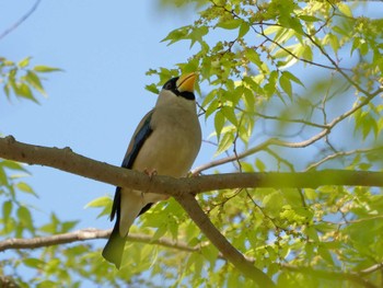 Japanese Grosbeak 横浜市立金沢自然公園 Tue, 4/4/2023