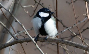 Japanese Tit 千歳市 Sat, 3/25/2023